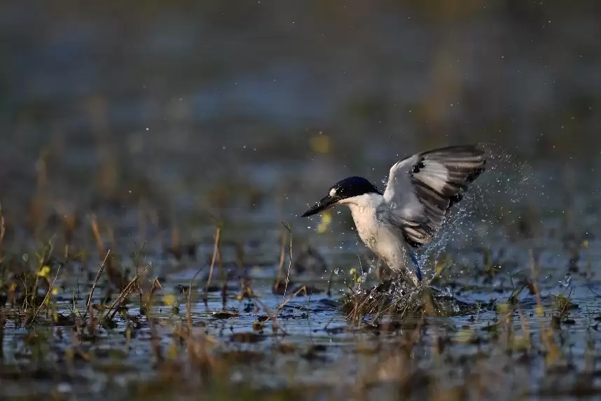 年末影像升级指南：用尼康记录这一年的重要时刻