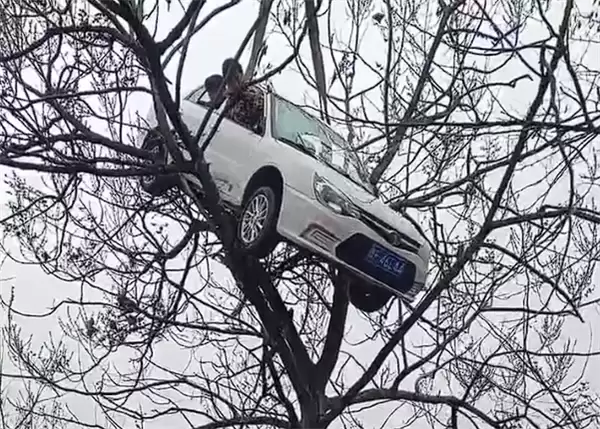 真不是AI制作!一轿车开上大树:有人被困车内