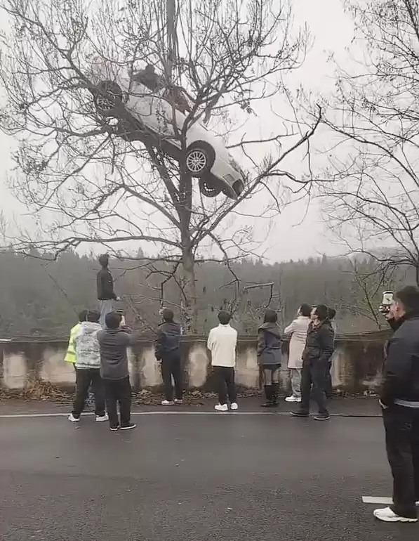 真不是AI制作!一轿车开上大树:有人被困车内