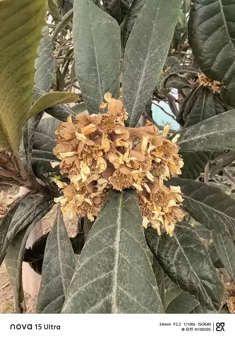 前后双红枫上阵 华为nova 15 Ultra全面评测:年轻人的影像轻旗舰!