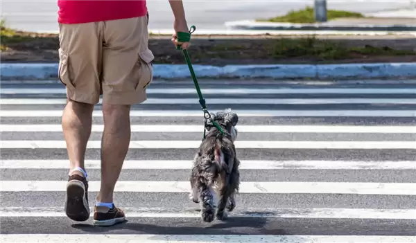 女子遛狗被绊倒索赔8千 法院:因狗绳太长担次责