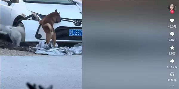 光天化日下两条狗拆了一辆日本车