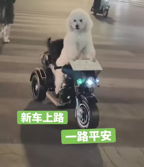 宠物狗骑电动车带另一只狗上街引争议 当地交警回应