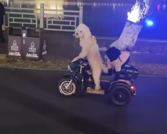 宠物狗骑电动车带另一只狗上街引争议 当地交警回应