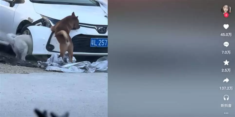 狗啃丰田卡罗拉视频爆红,百万转发背后的真相成谜