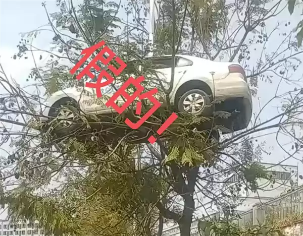 又是假的 轿车开上树系驾校教练自导自演:当事人致歉