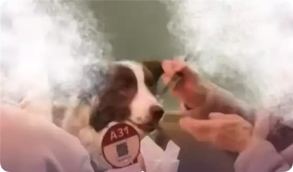 宠物狗上西贝上桌吃饭被质疑 门店：狗没碰餐具 顾客有携带狗盆