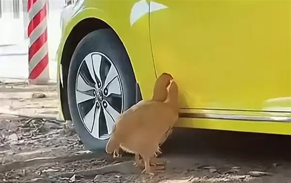 三亚两只鸡狂啄黄色汽车 网友：车漆锃亮当成小米