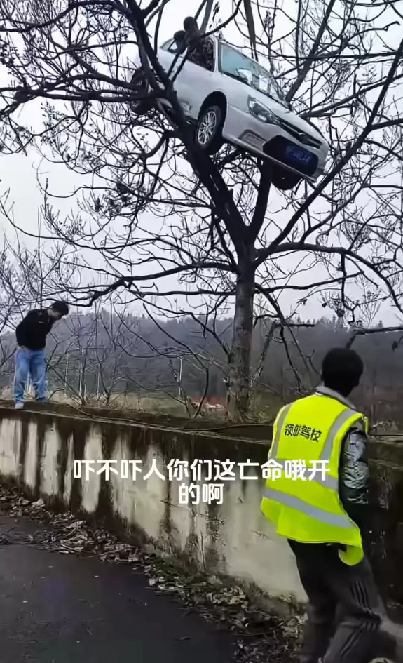 又是假的 轿车开上树系驾校教练自导自演:当事人致歉
