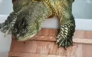 男子养10年把鳄龟养熟：像小狗般黏人 会主动找人玩