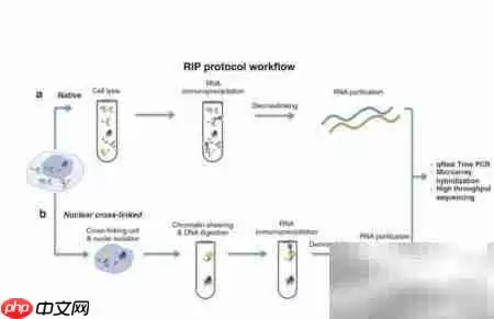 掌握RIP动态路由配置