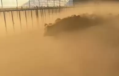 北方冬天的奇幻一幕！40℃温差让牛棚秒变凌霄宝殿