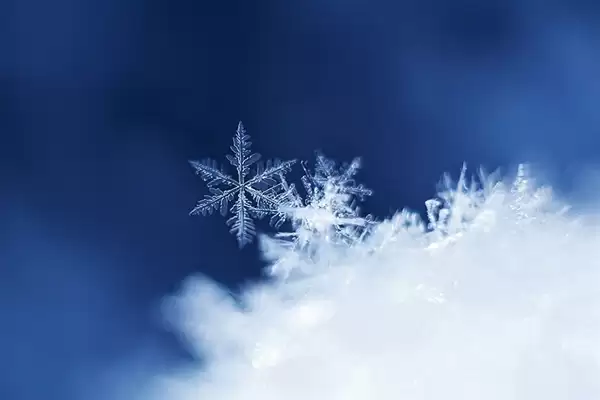 网友在雪山中偶遇幼时孙悟空:蜷缩成一团 像猕猴桃
