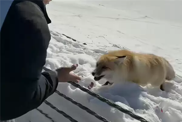男子投喂野生狐狸被咬住手不松口 当事人：纯好奇 喂的狗粮