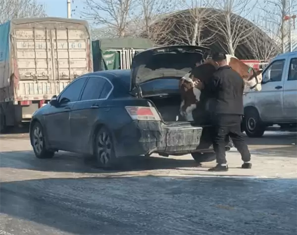 车主把牛赶进轿车后备箱 强塞不进！网友：它不想坐本田