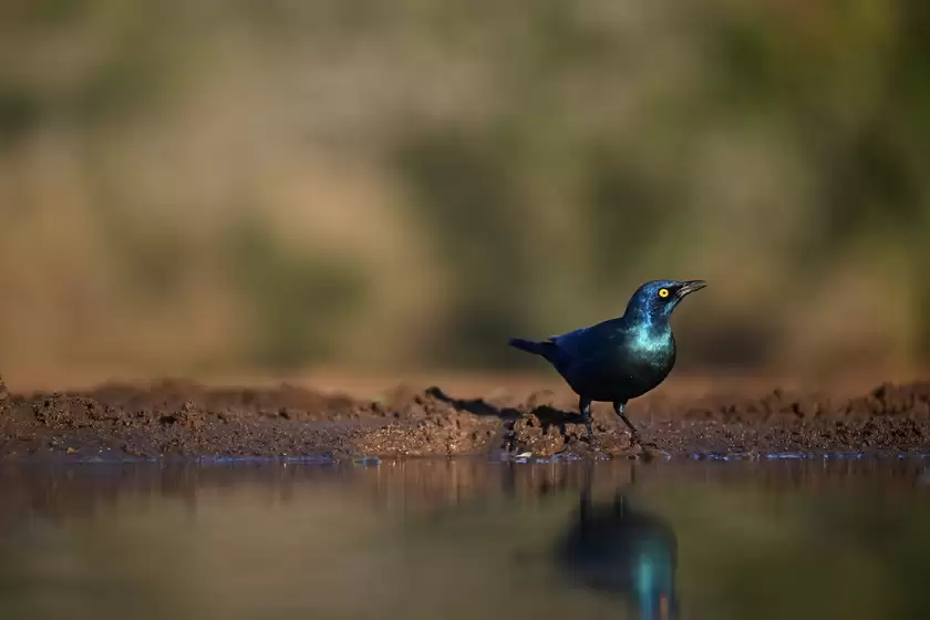 镜见湿地生灵，传递自然共生之韵