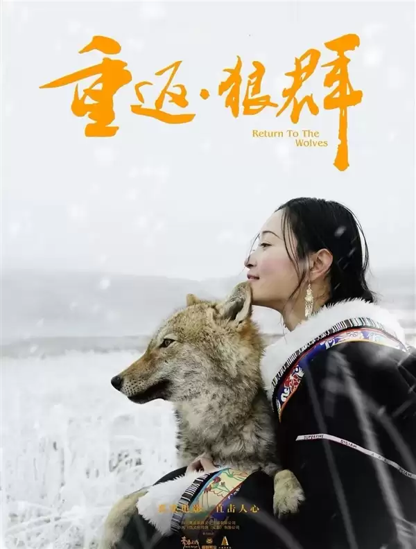 《重返狼群》再度火爆!作者李微漪回应:狼王格林已不在了