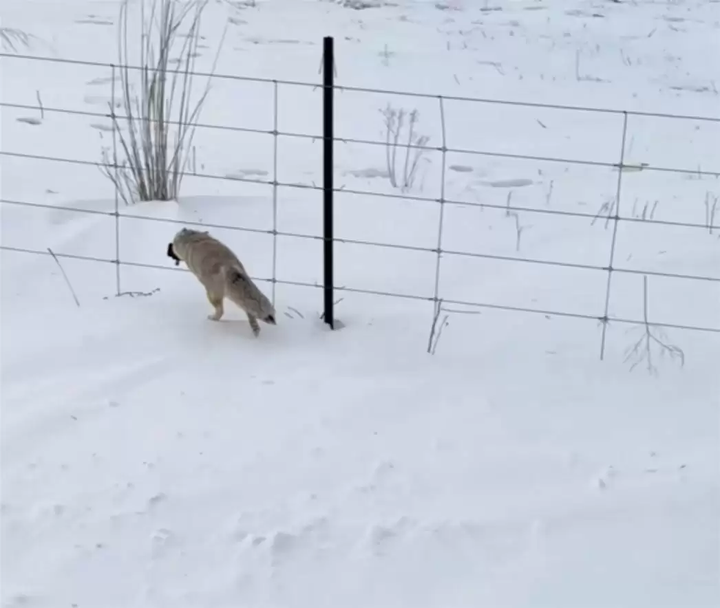 野生赤狐偷走运动相机并掩埋，博主寻回设备影像完好