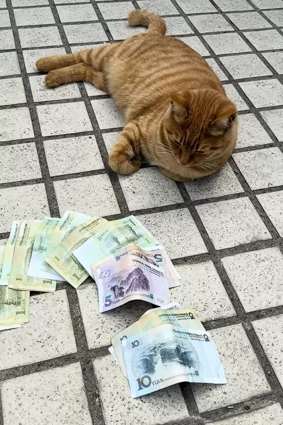 女子拜财神后家中连续出现零钱 监控还原真相:自家橘猫干的