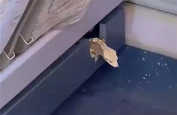 高铁座椅钻出活壁虎 12306回应:初步判断是旅客偷带上车