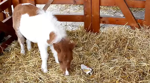 8000元一匹的迷你马一夜爆火:开销惊人、切莫上头!