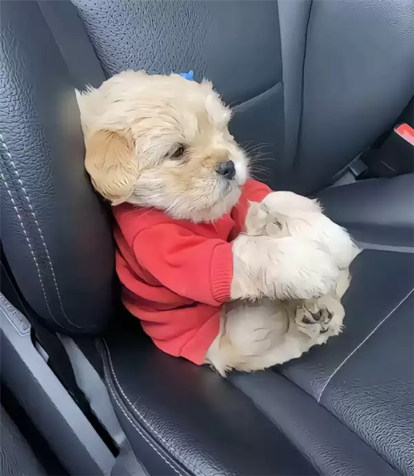 真正累成狗！小狗坐十几个小时长途面相都变了