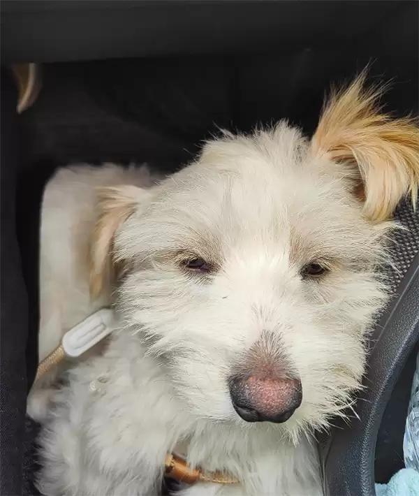 真正累成狗！小狗坐十几个小时长途面相都变了