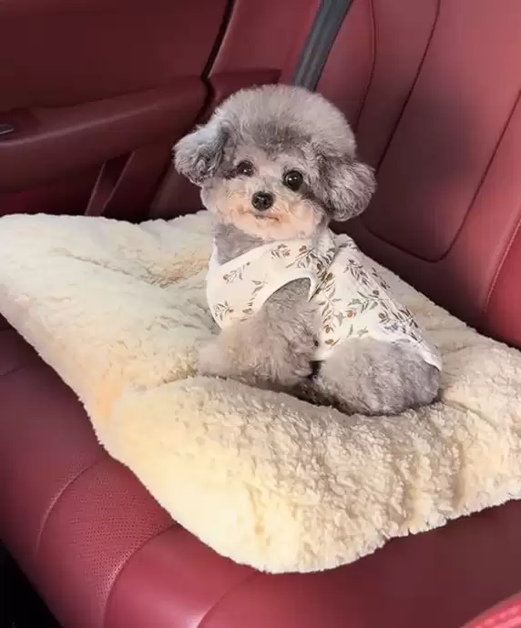 真正累成狗！小狗坐十几个小时长途面相都变了