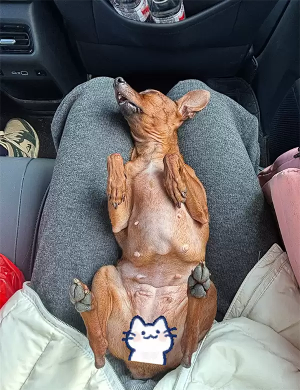 真正累成狗！小狗坐十几个小时长途面相都变了