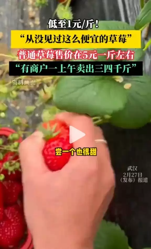 草莓大降价 低至1元每斤 网友：从没见过这么便宜