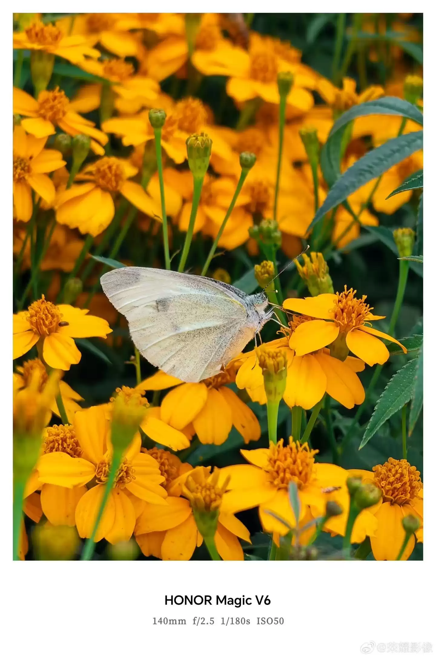 荣耀Magic V6折叠屏新机拍摄样张公布，AiMAGE影像加持