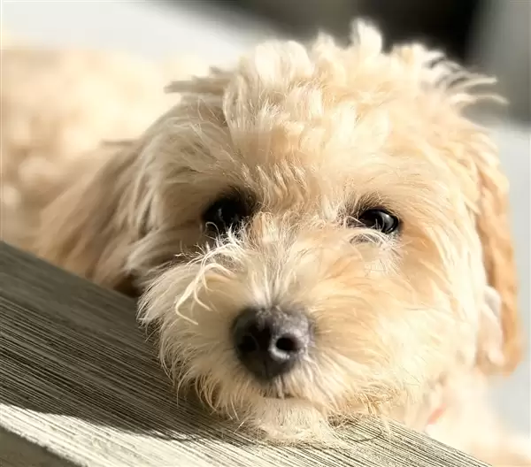 离谱!工程师让小狗乱按键盘:AI竟真把乱码做成了游戏