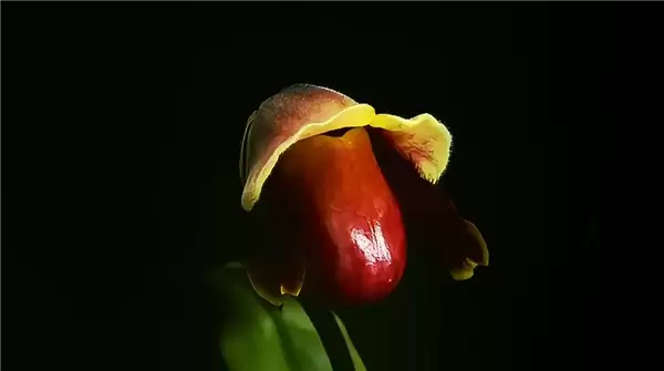 专家委托给新品种兜兰征名 “炸糊的花生米戴黄帽”高居第一