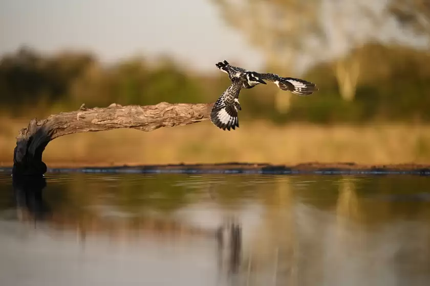 世界野生动植物日 尼康以影像绘就自然生灵之美 世界野生动植物日 尼康以影像绘就自然生灵之美