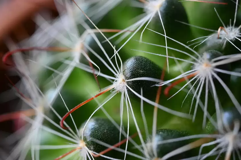 世界野生动植物日 尼康以影像绘就自然生灵之美 世界野生动植物日 尼康以影像绘就自然生灵之美