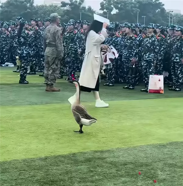 “全校最嚣张的学长”出现了:一只大鹅 可自由出没各区域