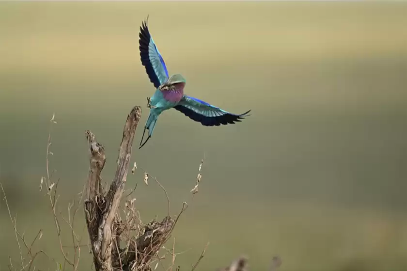 价格再次小幅下调 尼克尔Z 180-600mm f/5.6-6.3 VR售价11649元 价格再次小幅下调 尼克尔Z 180-600mm f/5.6-6.3 VR售价11649元