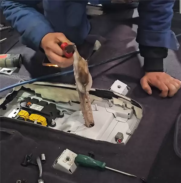 八爪鱼钻车内失踪3天车主崩溃求助：找到后快把修车师傅熏吐了