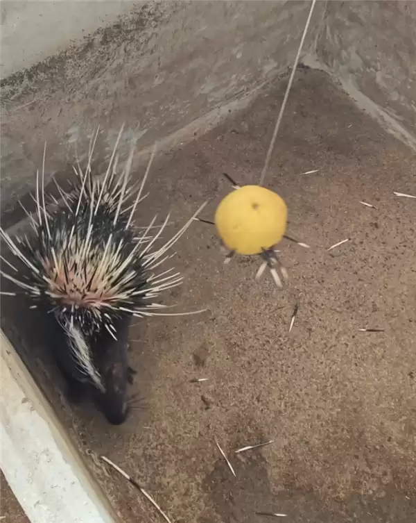 小伙子“豪猪借刺“火了:做成鱼漂一根能卖268元!