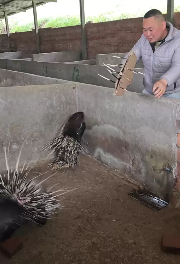 小伙子“豪猪借刺“火了:做成鱼漂一根能卖268元!