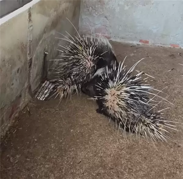 小伙子“豪猪借刺“火了:做成鱼漂一根能卖268元!