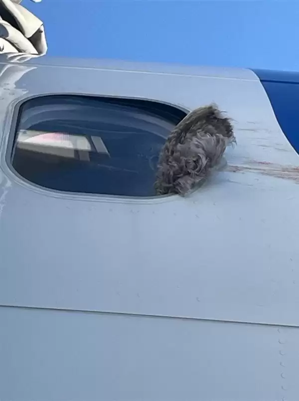 波音737客机遭鸟击 客舱玻璃开裂!现场画面公布