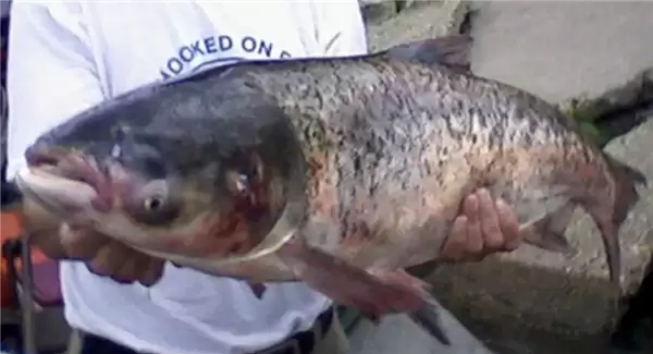 亚洲鲤鱼泛滥成灾 美国人被逼开发成Copi美食:可做汉堡等食品