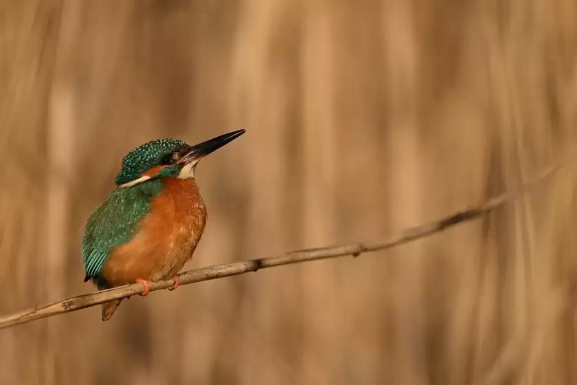 出色的长焦变焦镜头 尼克尔 Z 180-600mm f/5.6-6.3 VR今日开售