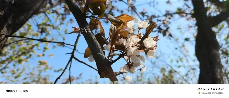 折叠屏再无折痕顾虑!OPPO Find N6手机评测:超平展内屏开创历史 哈苏XPAN模式体验胶卷荣光