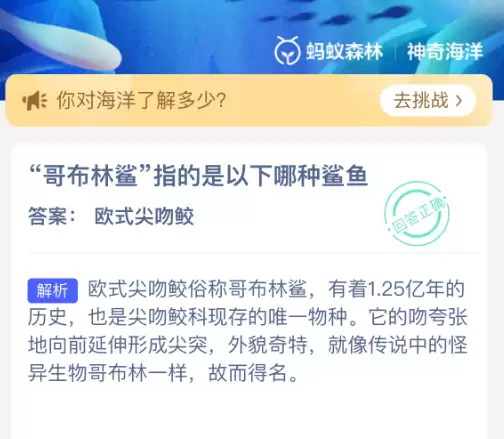 哥布林鲨指的是以下哪种鲨鱼