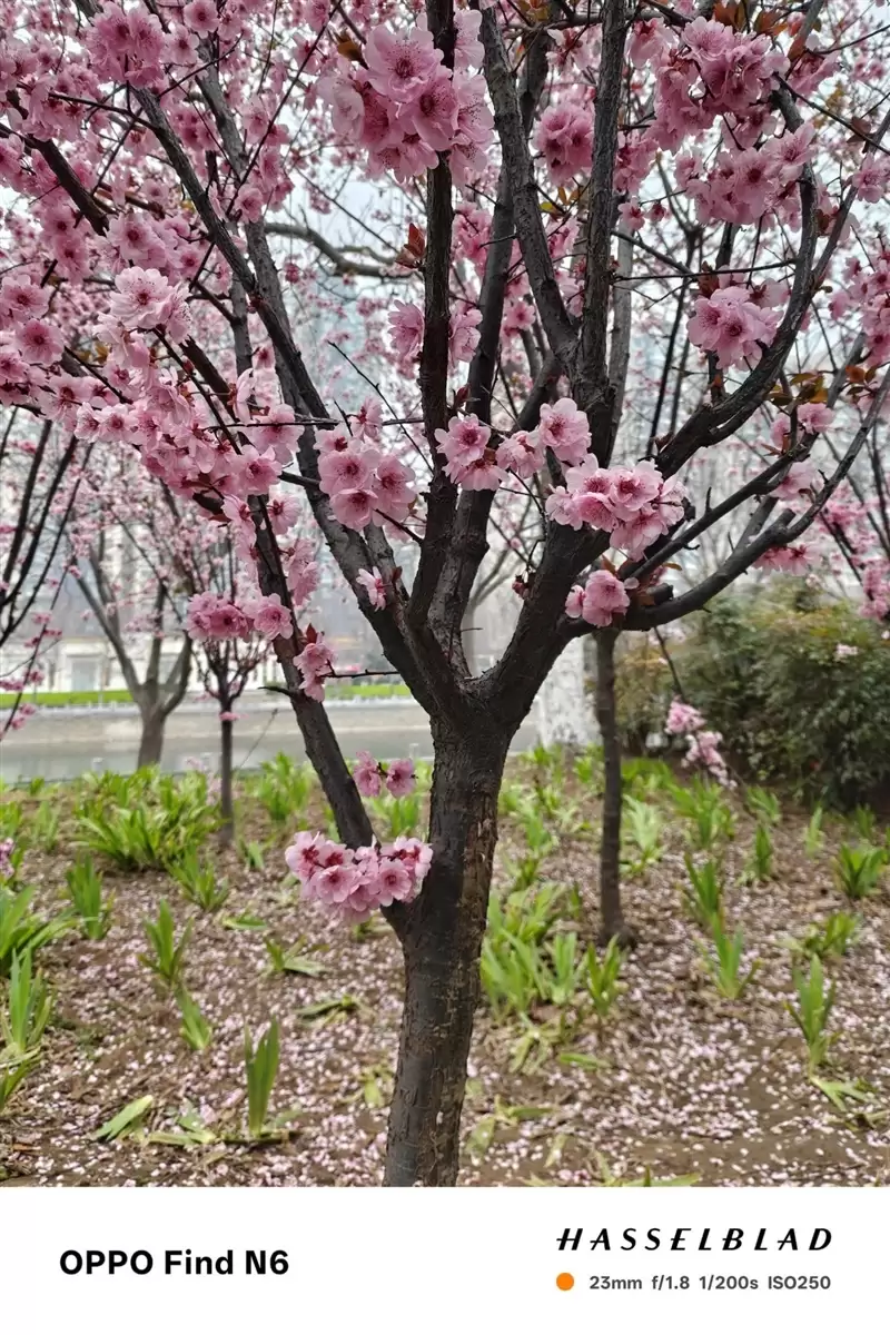 折叠屏再无折痕顾虑!OPPO Find N6手机评测:超平展内屏开创历史 哈苏XPAN模式体验胶卷荣光