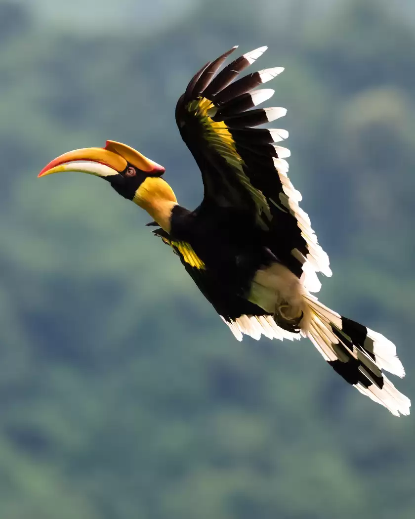 振翅之间,尼康伴你见自然之美 振翅之间,尼康伴你见自然之美