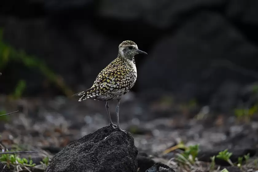 振翅之间,尼康伴你见自然之美 振翅之间,尼康伴你见自然之美