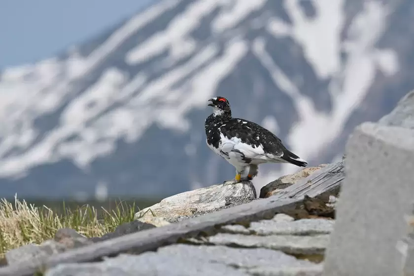 振翅之间,尼康伴你见自然之美 振翅之间,尼康伴你见自然之美